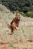BERGER ALLEMAND 410
